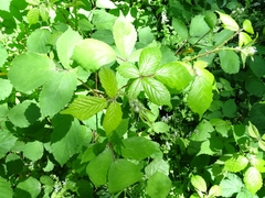 Rubus rubritinctus
