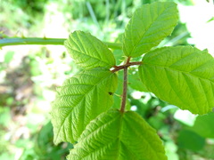 Rubus rubritinctus