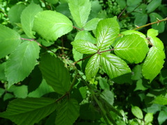 Rubus rubritinctus