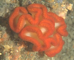 Sycozoa cerebriformis