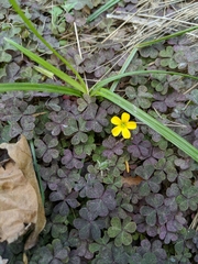 Oxalis corniculata
