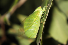 Glaucopsaltria viridis