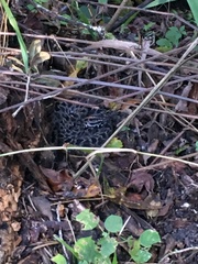 Sistrurus miliarius barbouri