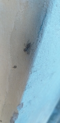 Menemerus bivittatus