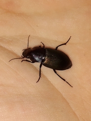 Neoaulacoryssus speciosus