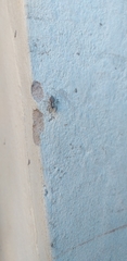 Menemerus bivittatus