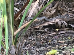 Sistrurus miliarius barbouri