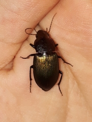 Neoaulacoryssus speciosus