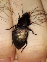 Neoaulacoryssus speciosus