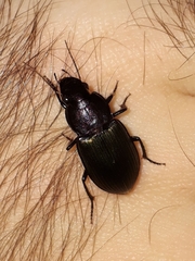 Neoaulacoryssus speciosus