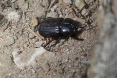 Phileurus