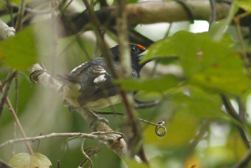Orange-fronted Barbet (Capito squamatus), photo 6