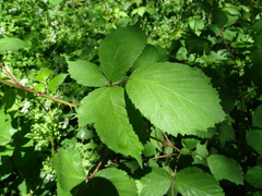 Rubus rubritinctus