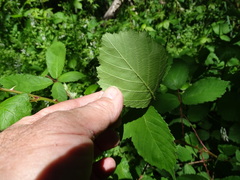 Rubus rubritinctus