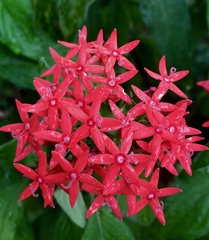 Pentas