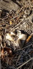 Agaricales