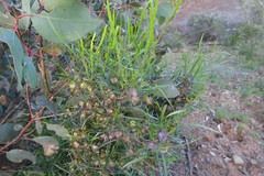 Dodonaea viscosa angustissima