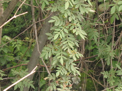Bursera cuneata
