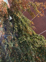 Ulmus glabra camperdownii