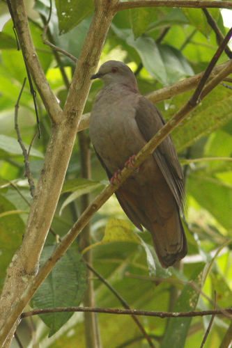 Dusky Pigeon (Patagioenas goodsoni), photo 9