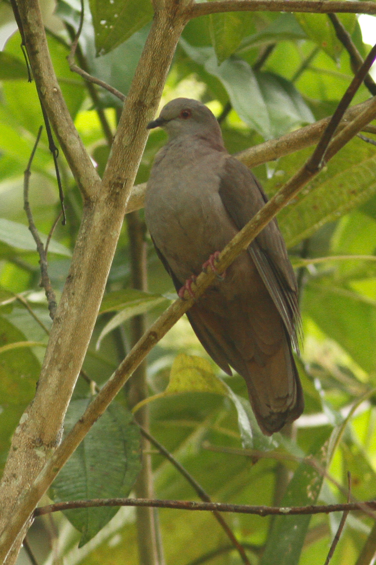 Dusky Pigeon (Patagioenas goodsoni), photo 5