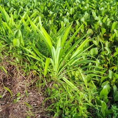 Pandanus amaryllifolius