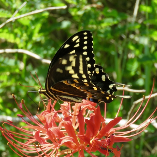 Palamedes Swallowtail photo 6