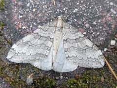 Operophtera relegata