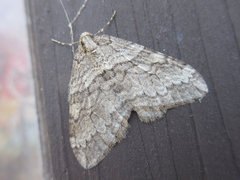 Operophtera relegata