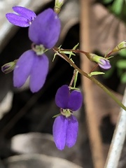 Stylidium pritzelianum