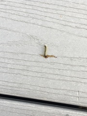 Lepidoptera