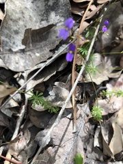 Stylidium pritzelianum