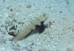 Amblyeleotris guttata