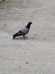 Columba livia