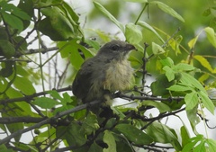 Taccocua leschenaultii