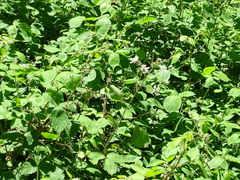Rubus rubritinctus