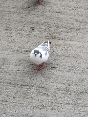 Columba livia domestica