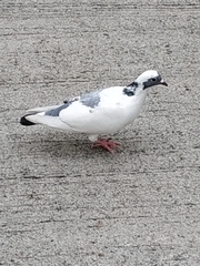 Columba livia domestica