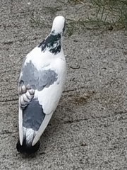 Columba livia domestica