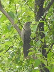 Taccocua leschenaultii