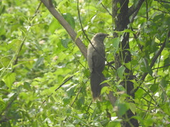 Taccocua leschenaultii