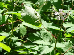 Rubus rubritinctus