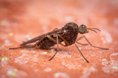 Sylvicola neozelandicus