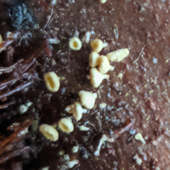 Lachnum pteridophyllum