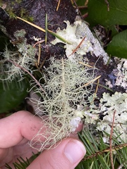 Usnea cornuta