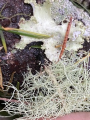 Usnea cornuta