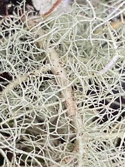 Usnea cornuta