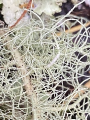 Usnea cornuta