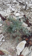 Seseli dichotomum