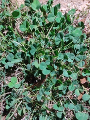 Trifolium repens